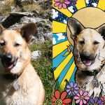 Before and After of a custom pet portrait of a mixed breed dog by Colorado artist Robin Arthur